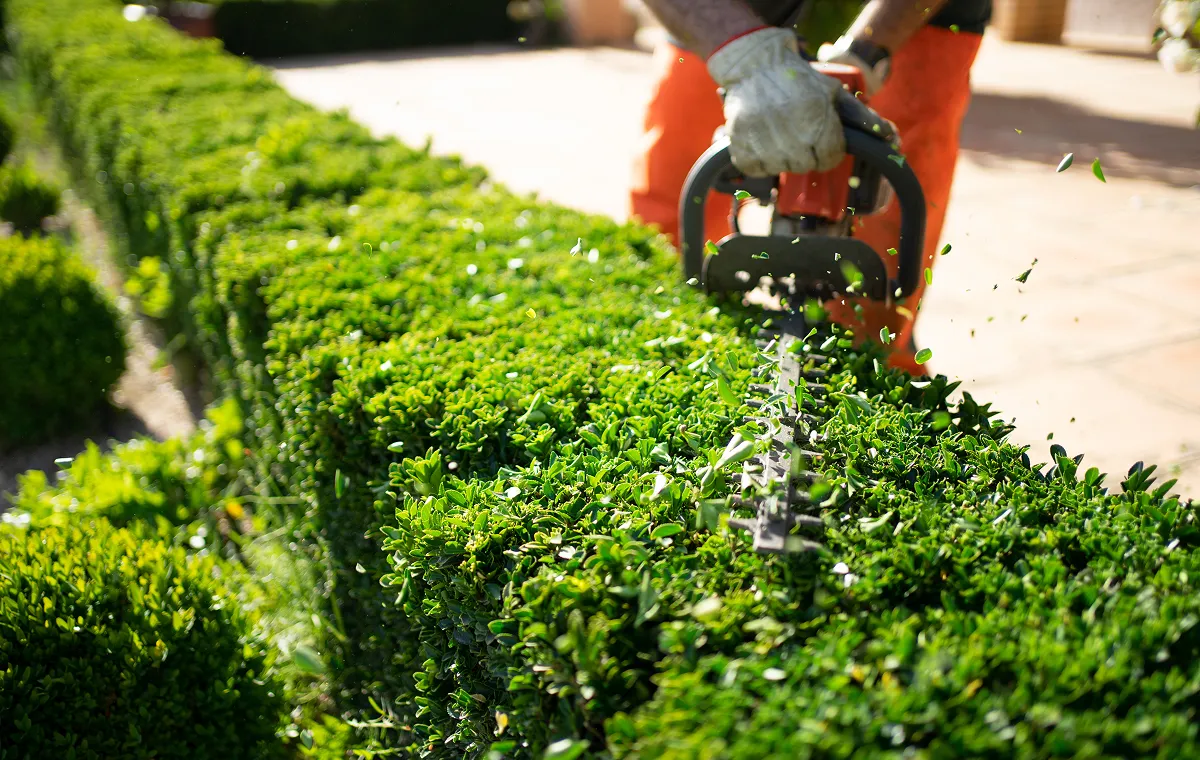 植木剪定・刈込