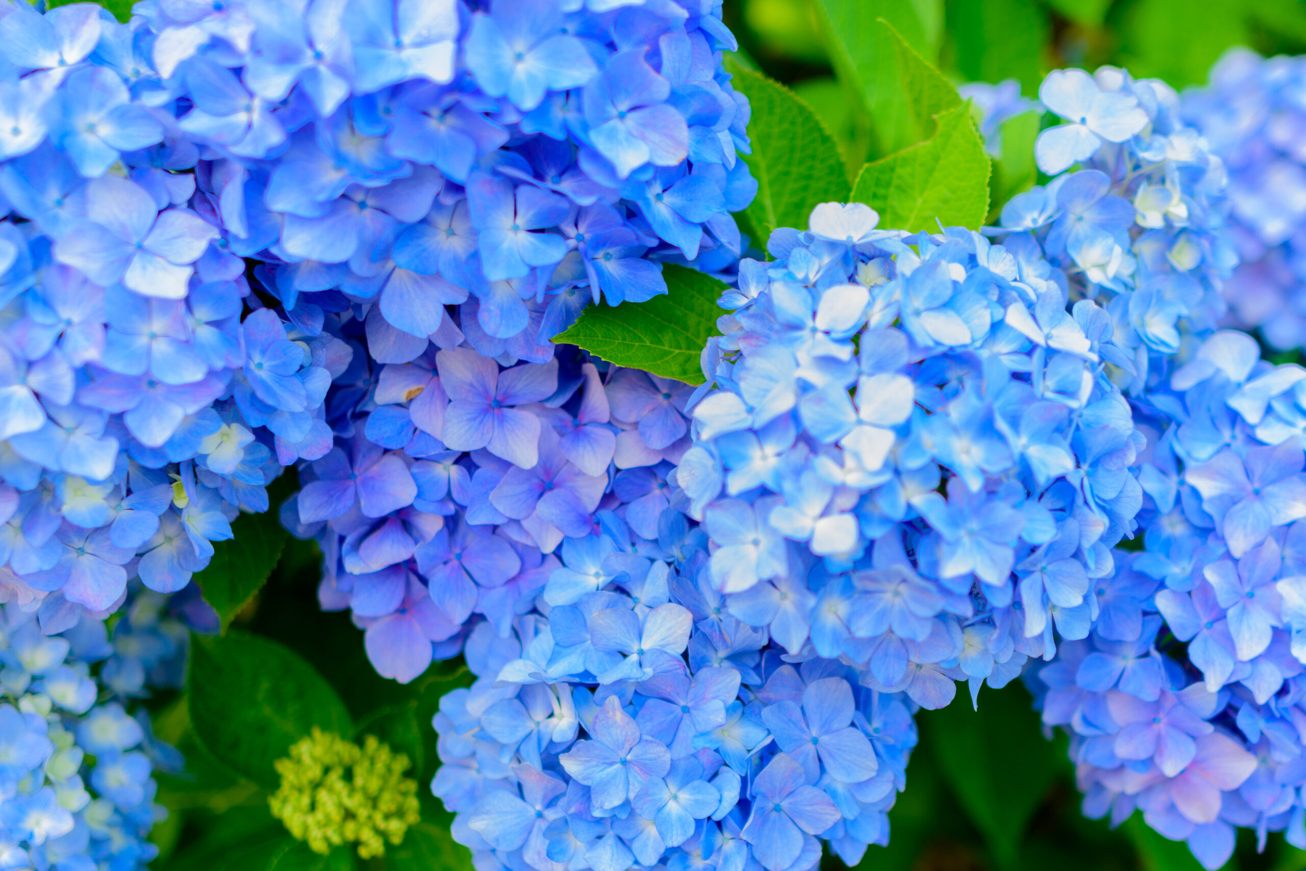 日陰でも元気に育つ樹木