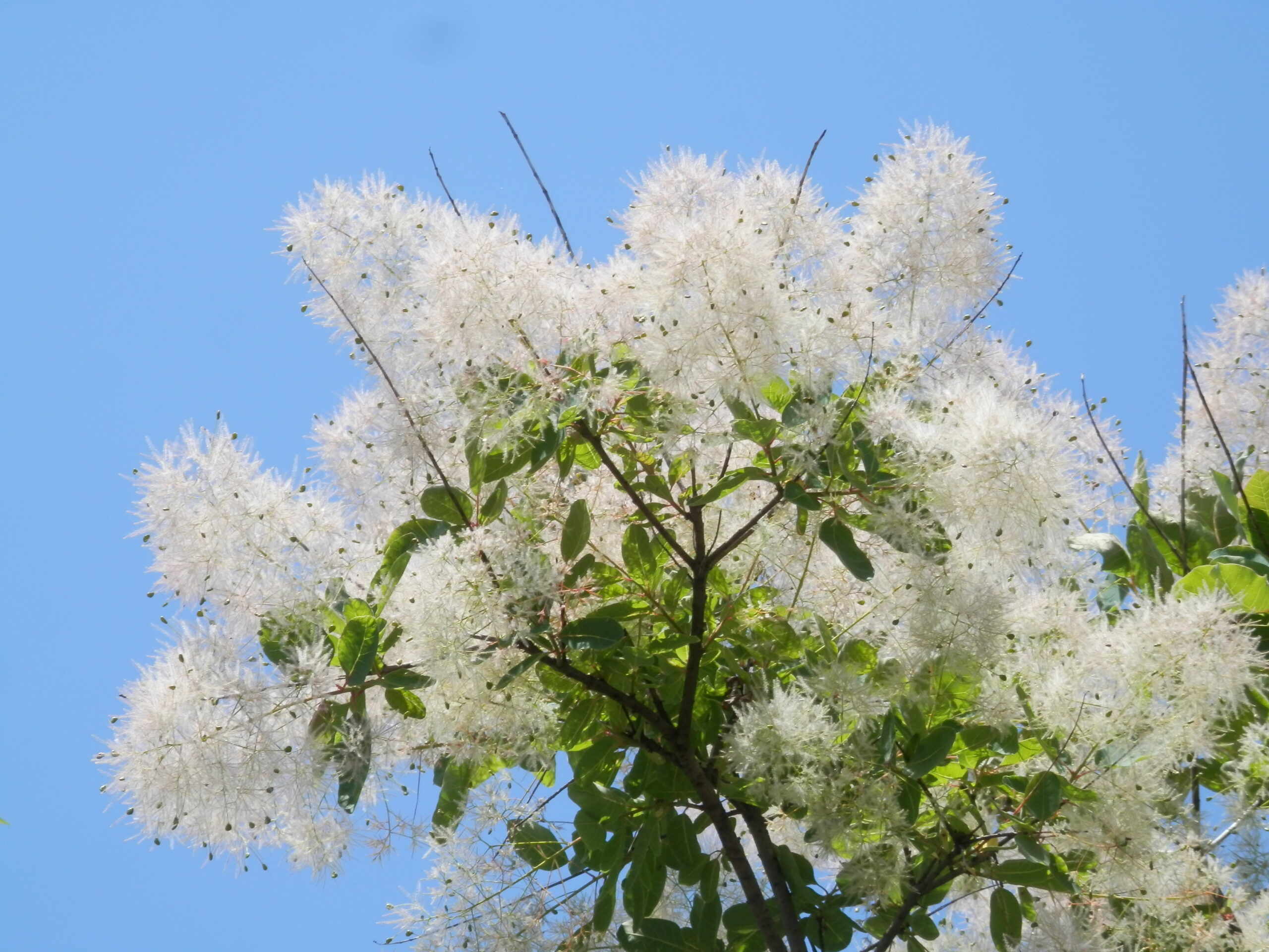 フォルムに個性が光る樹木