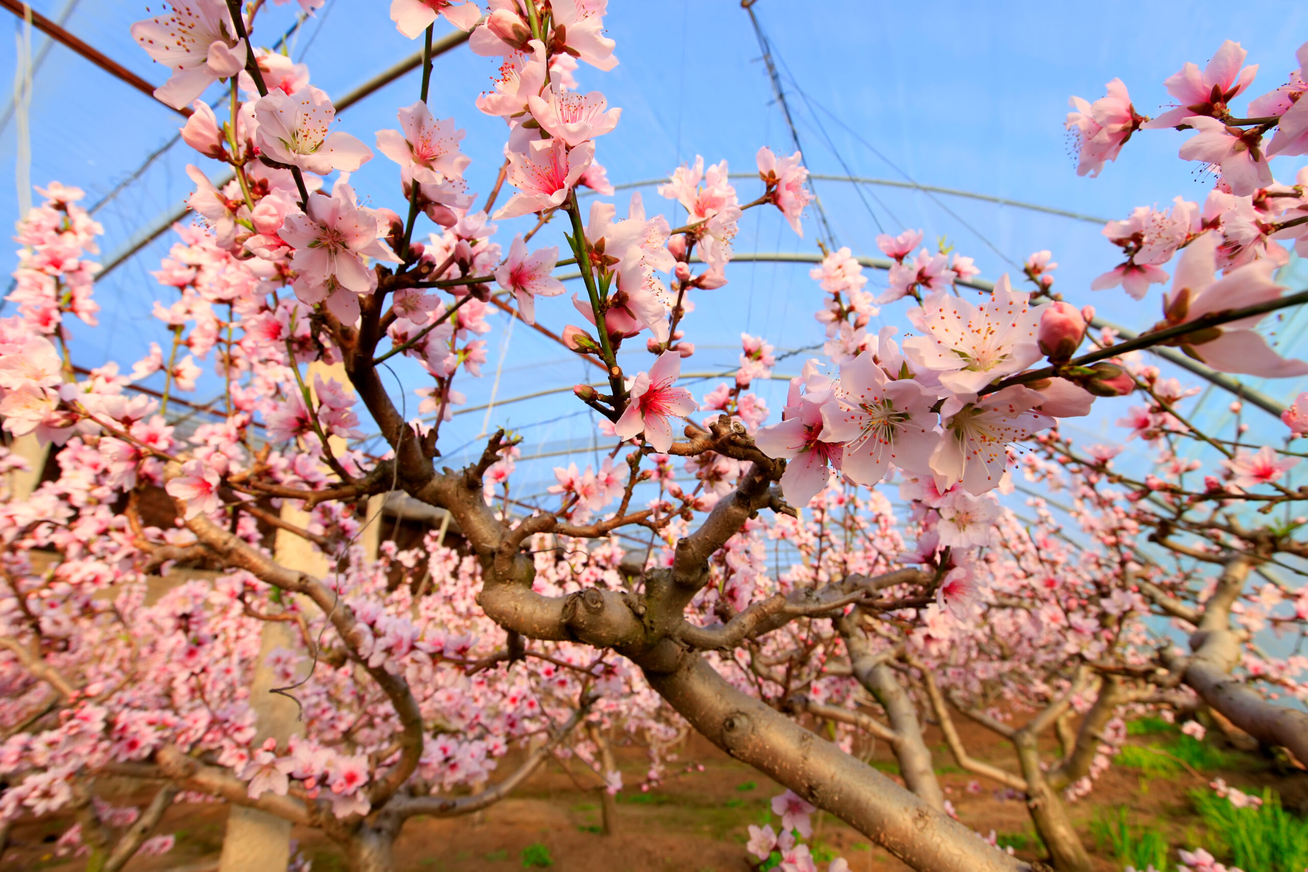 花や実が目を引く樹木