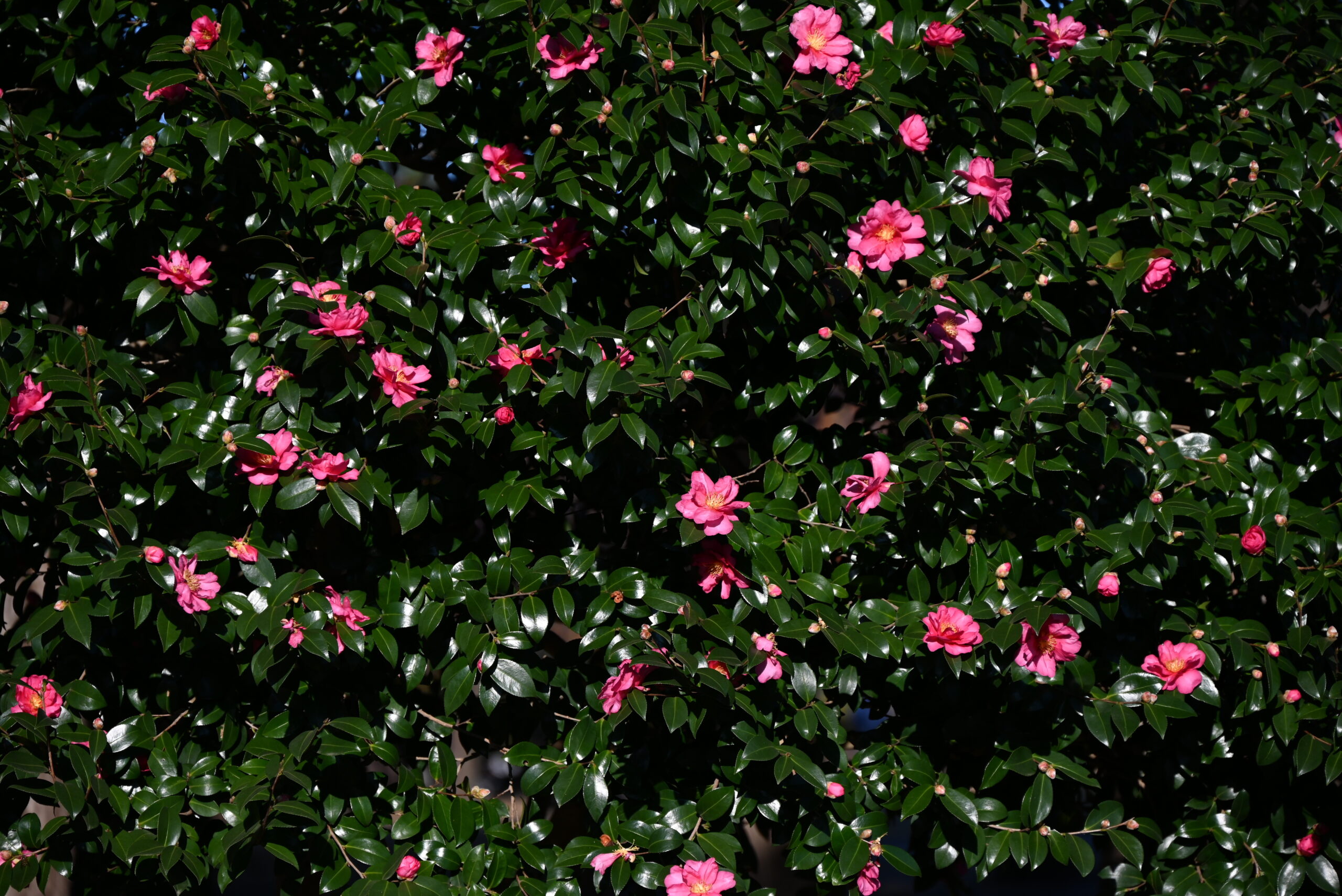 視線をやさしく遮る樹木