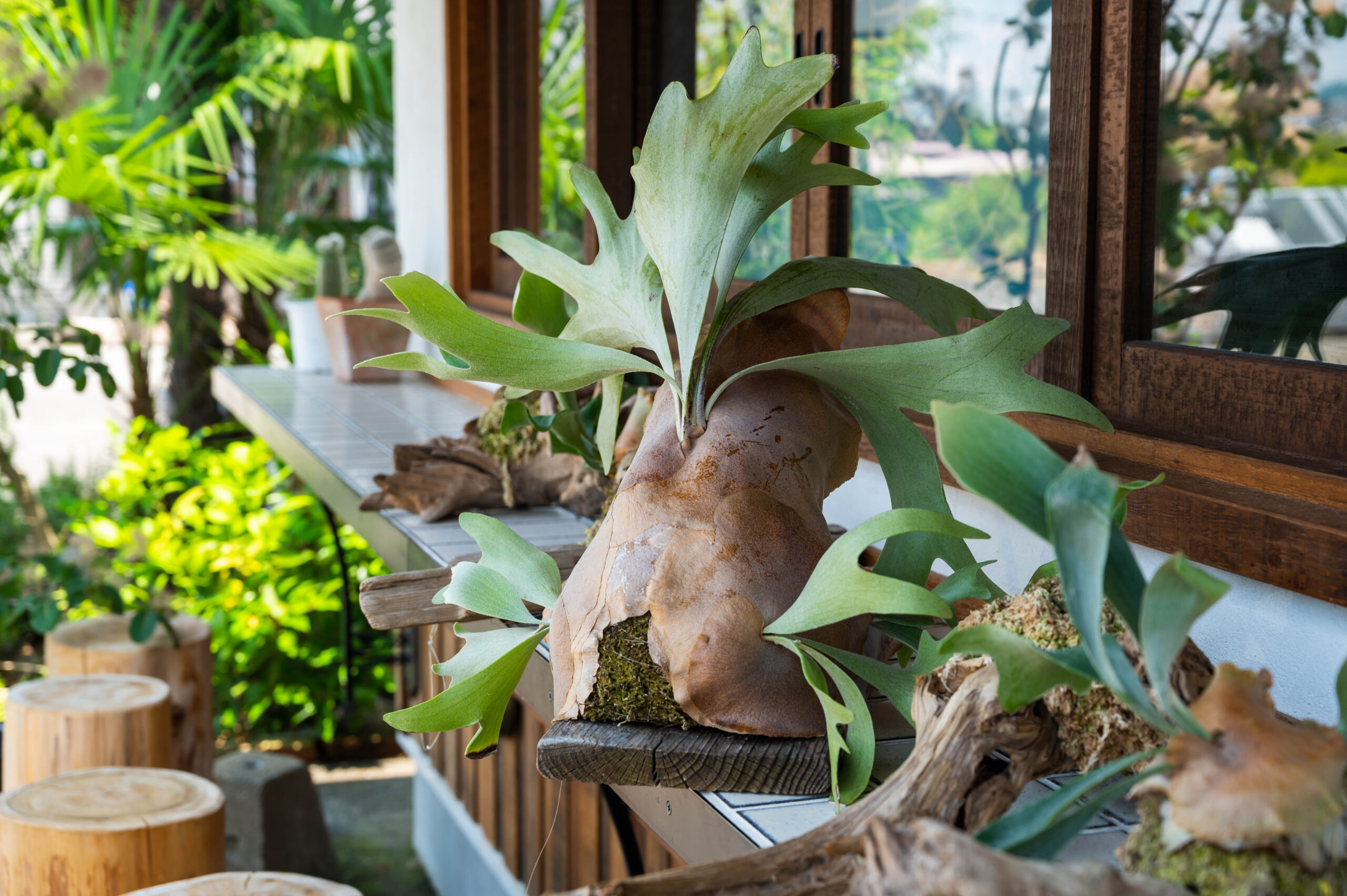 コウモリラン（ビカクシダ）