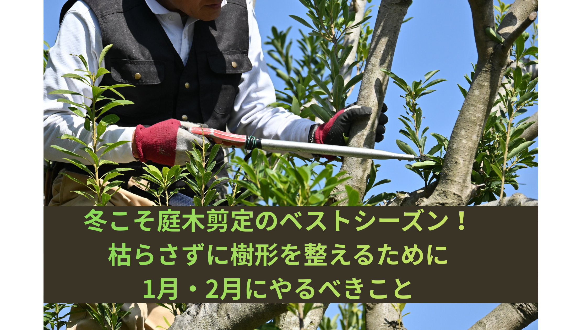 冬こそ庭木剪定のベストシーズン！枯らさずに樹形を整えるために1月・2月にやるべきこと