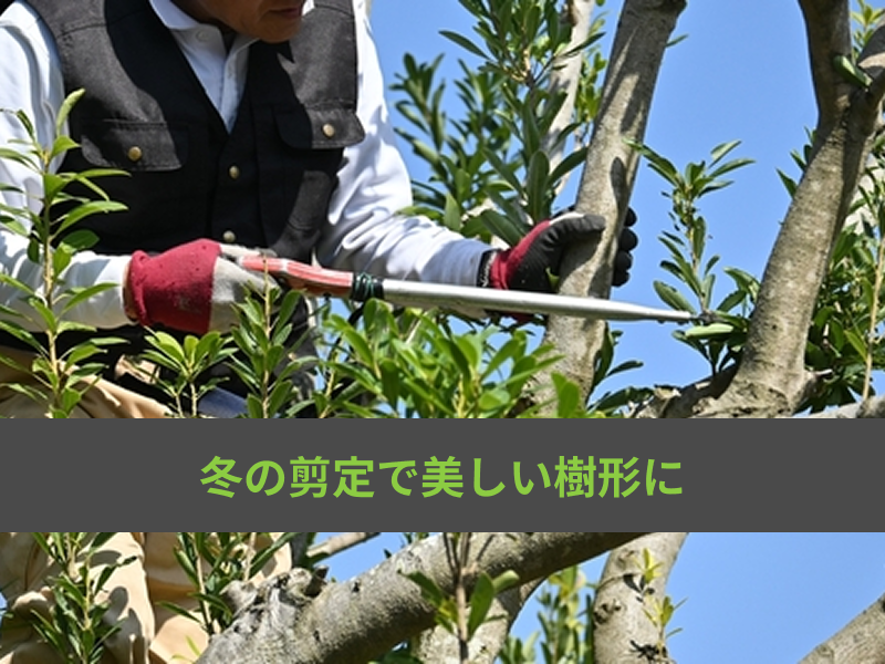 冬こそ庭木剪定のベストシーズン！枯らさずに樹形を整えるために1月・2月にやるべきこと